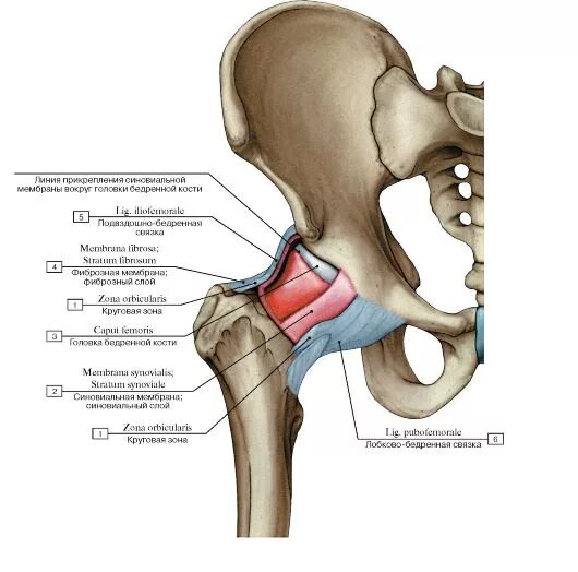 Верхние пучки трапециевидной мышцы. Энтезит ассоциированный артрит. Медиальный вывих коленной чашечки. Места прикрепления связок. Сухожилие надколенника анатомия.