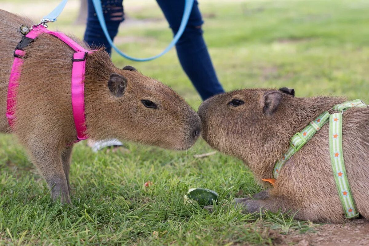 Водосвинка капибара. Rfvgb,fhs. Капибара сельвы. Rjgb,fhye. My pets capybaras