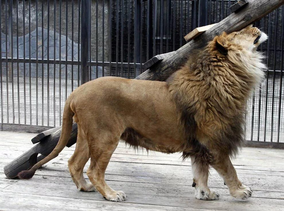 Львица. Лев и человек дружба. Ленивый лев. Чесать гриву льва. Лев стоит на двух лапах.
