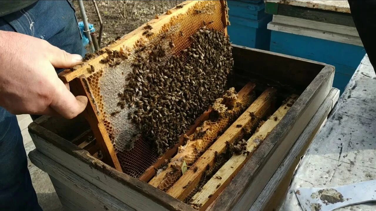 Пчелы после зимовки что делать. Осмотр пчелосемей. Пчела после зимы. Пчелиные семьи после зимовки. Пчелы после зимовки.