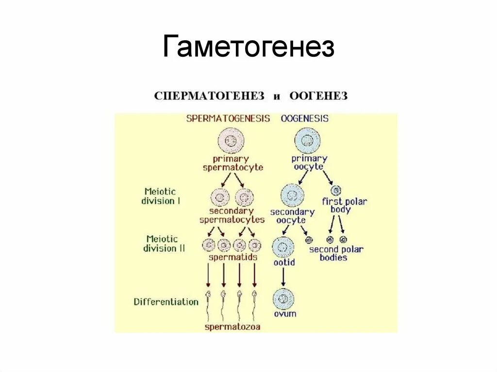 Суть гаметогенеза. Гаметогенез схема. Гаметогенез схема ЕГЭ. Период сперматогенез оогенез таблица. Гаметогенез ЕГЭ Рохлов.
