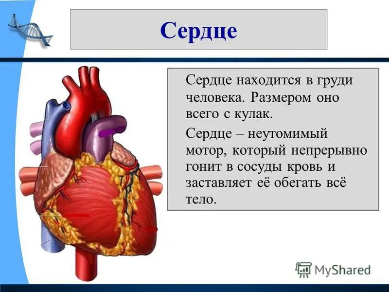 Сердце гонит. Сердце с кулак человека. Сердце человека размером с его кулак.