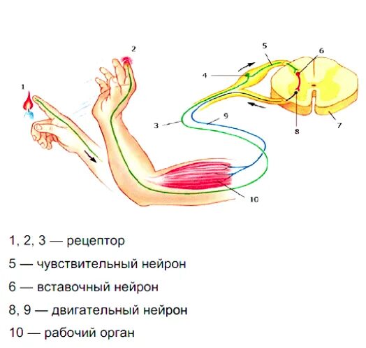 Какой цифрой на рисунке обозначен вставочный нейрон