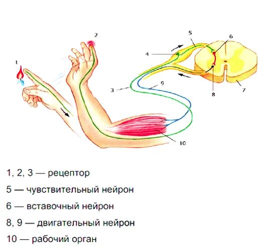 Дуга сгибательного рефлекса. Дуга сгибательного рефлекса схема. Рефлекторная дуга сгибательного рефлекса руки. Схема рефлекторной дуги защитного сгибательного рефлекса. Схема рефлекторной дуги защитного сгибательного рефлекса руки.