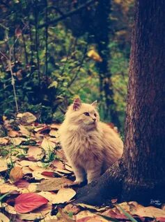 Кот в лесу