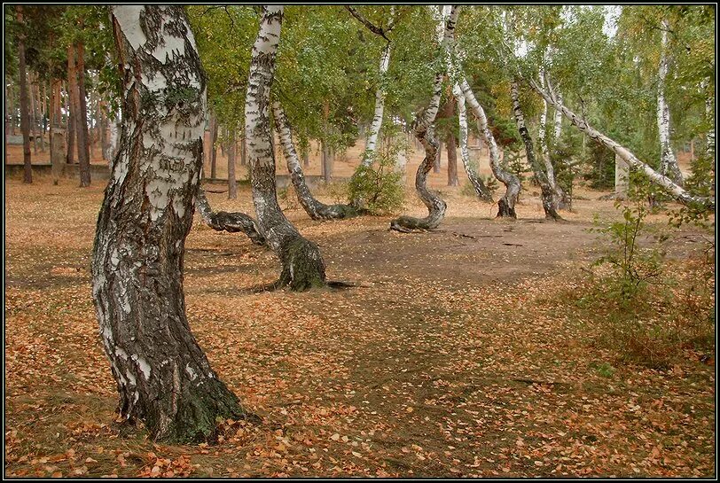 Боровое Танцующий лес. Танцующие березы Боровое Казахстан. Танцующий лес Боровое Казахстан. Боровое роща танцующих берез. Танцующие березки