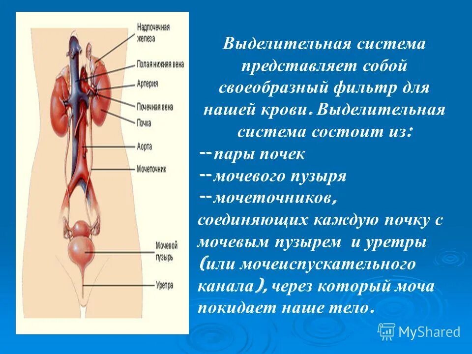 Какую функцию выполняет мочеточник. Система органов выделения человека. Выделение и выделительная система человека. Выделительная система организма человека 4 класс. Органы из которых состоит выделительная система.