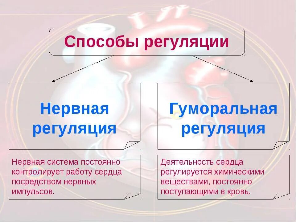 Нервная и гуморальная регуляция деятельности организма. Гуморальная регуляция деятельности системы кровообращения. Нервная и моральная регуляция. Понятие о нервной регуляции.