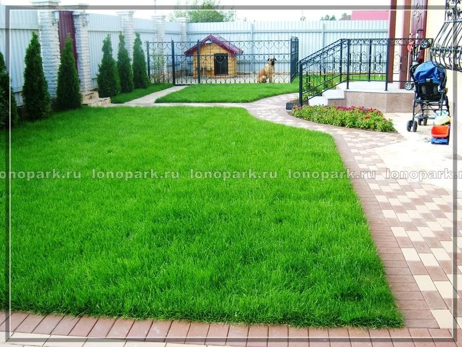ухоженный газон. двор с тротуарной плиткой и искусственный газоном. газон (ландшафт). газон на дачном участке. трава во дворе многоквартирного ома.