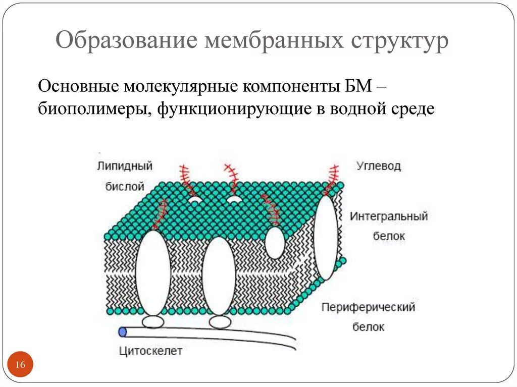 Возникновение мембранных структур. Плазмалык мембрана. Формирование мембранных структур и первичных организмов кратко. Возникновение мембранных структур. Формирование мембранных структур и пробионтов.