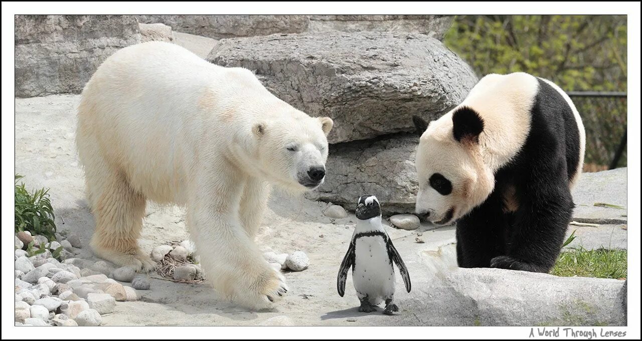 Cute panda! Baby panda bears, Panda bear, Cute panda