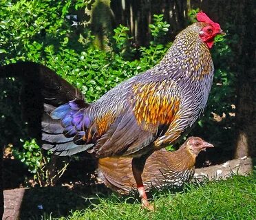 Куры самары