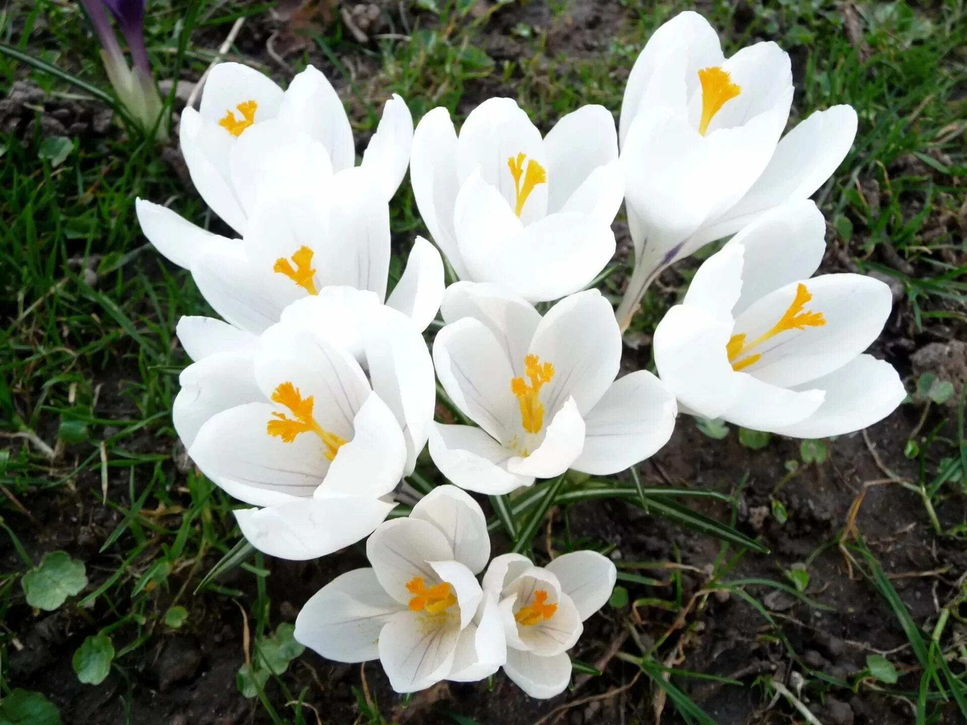 Крокус Шафран весенний. Крокус Crocus speciosus. Первоцветы крокусы. Крокус Шафран цветок. Белый шафран