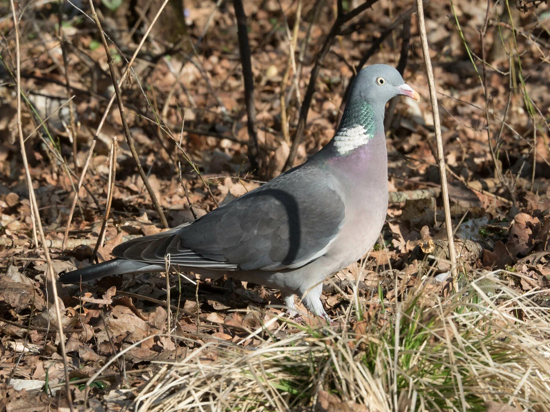 Вяхирь размер. Вяхирь (columba palumbus). лесной голубь вяхирь. дикий голубь вяхирь. вяхирь горлица голубь.