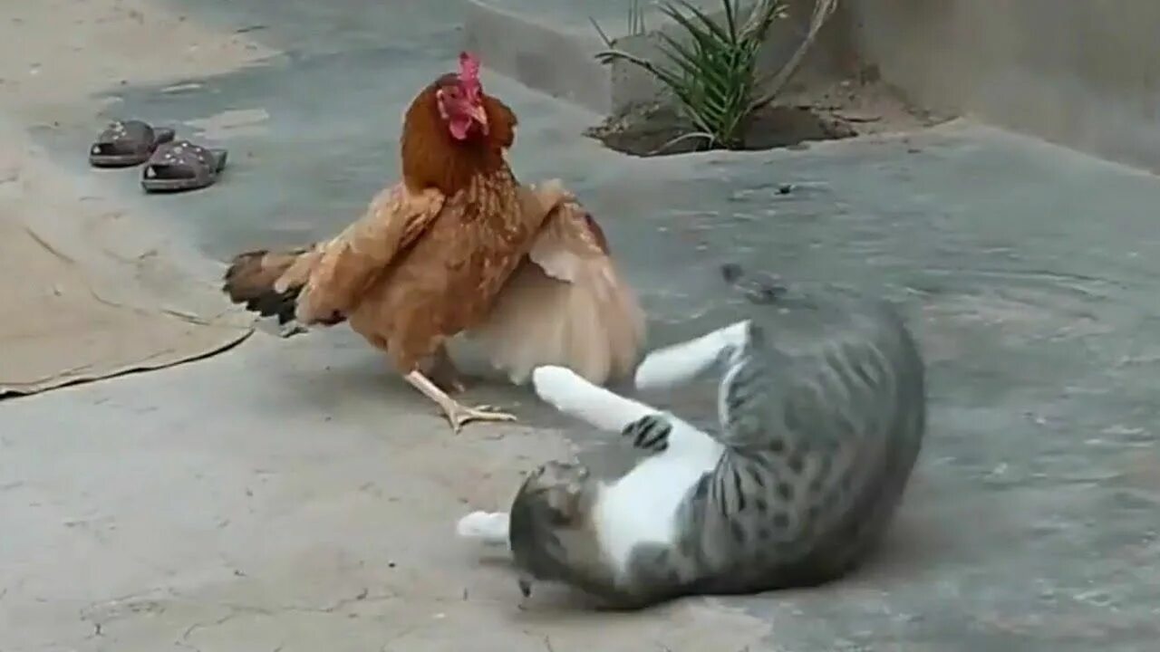 Кот против петуха. Курица против кошки. Цыпленок против ларата