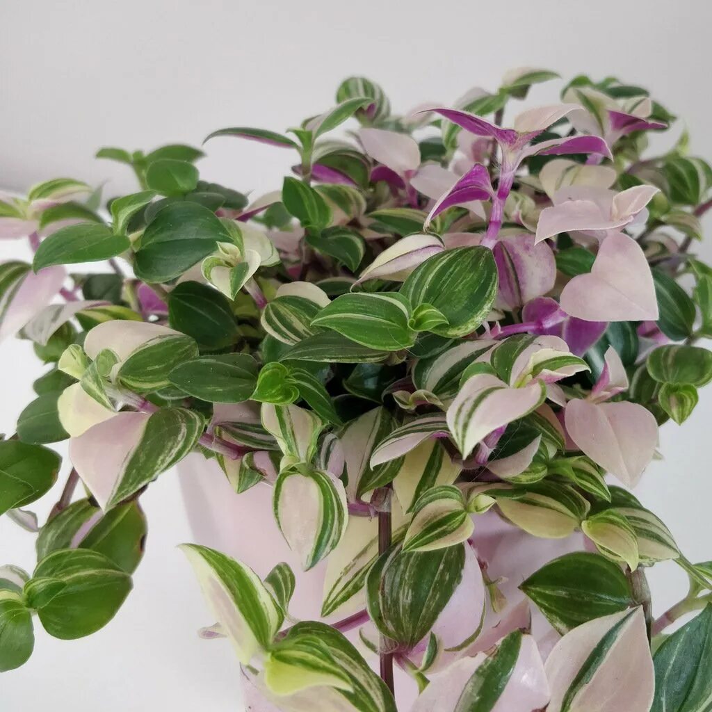 Традесканция приречная tradescantia fluminensis. Традесканция tricolor. Традесканция rainbow hill. Традесканция тайская вариегатная. Традесканция триколор уход.