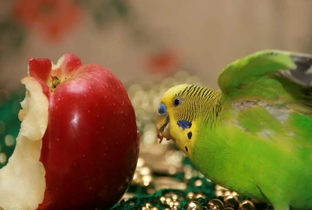 Можно попугаям клубнику. Фрукты волнистым попугайчикам. Волнистый попугайчик. Фрукты для попугаев. Попугай ест фрукты.