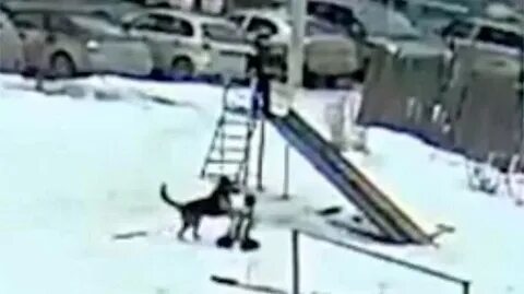 Видео собаки нападают на детей