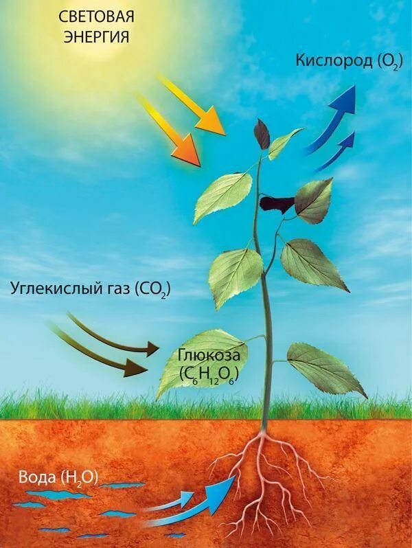 Во время фотосинтеза растения поглощают воду. Фотосинтез схема. Растения без фотосинтеза. Схема фотосинтеза у растений. Фотосинтез картинки.