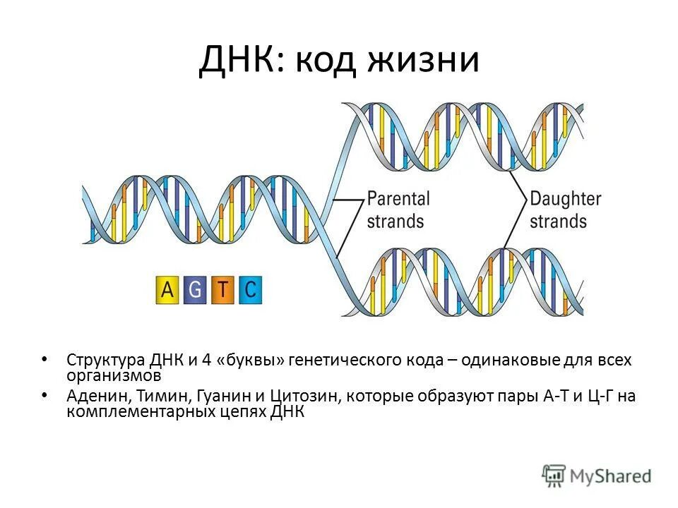 днк 3 буквы. транскрипция белка. днк 3 буквы. днк и рнк. днк полимераза в репликации днк.