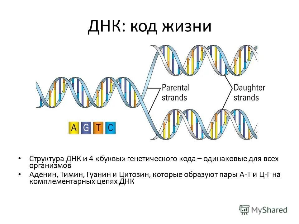 Сайт москва днк. Код ДНК. ДНК человека генетический код. Генетический код строение ДНК. ДНК расшифровка.