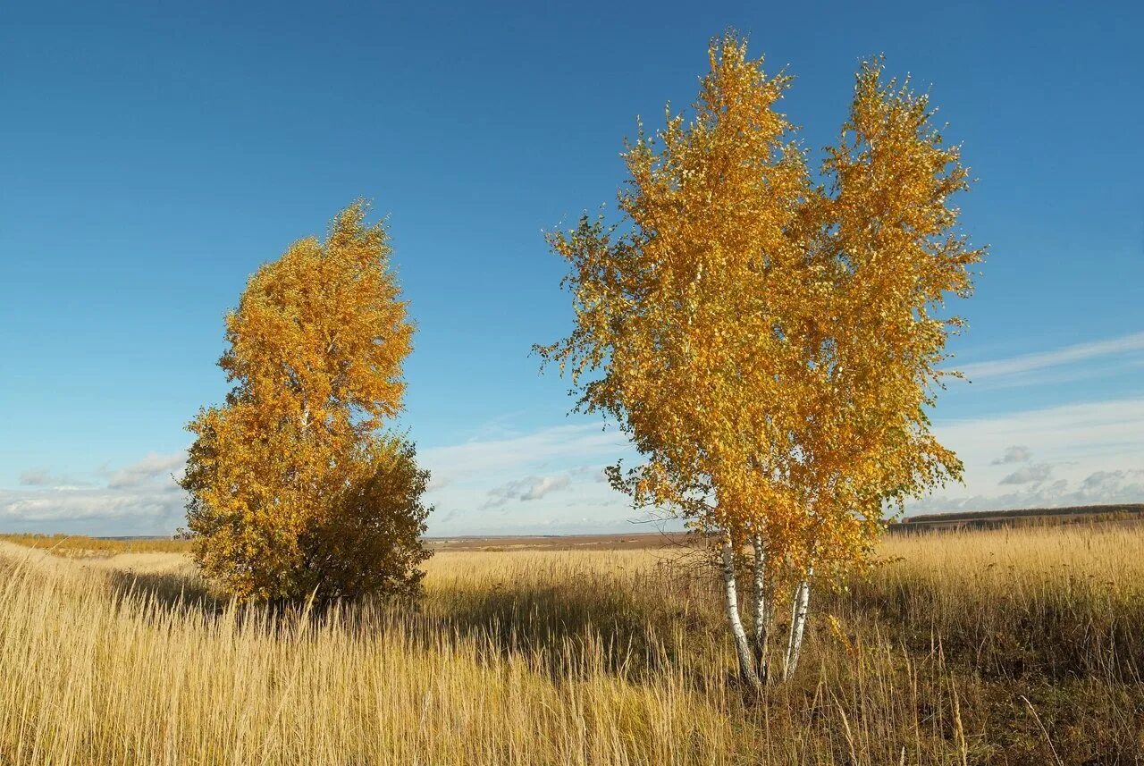 Тульская березка. Золотая береза в Монголии. Береза осенью. Берёза жёлтая. Стоят березы в золотом уборе.