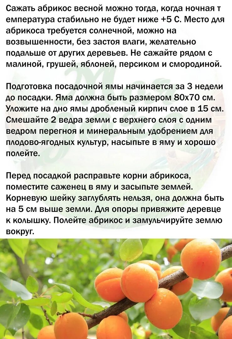 Где посадить абрикос. Когда сажать абрикос. как правильно посадить абрикос. где лучше посадить абрикос. когда можно сажать абрикос.