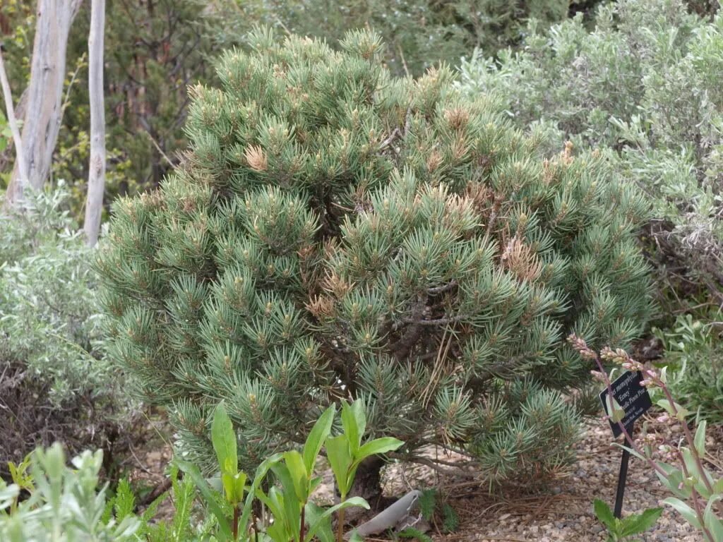 Сосна род хвойных. Pinus monophylla. Pinus mugo monophylla. Сосна однохвойная. Сосна однохвойная (лат. Pinus monophylla).