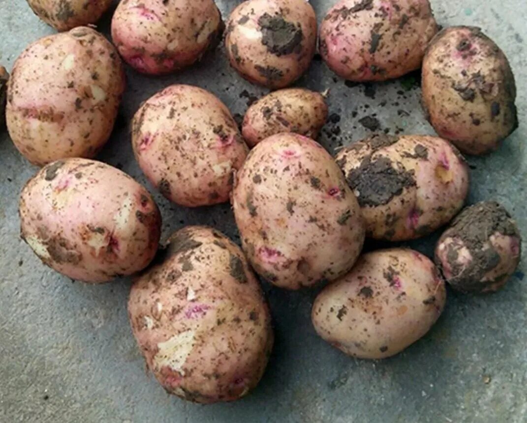 Картофель сорт армада. Картофель скороспелка салават. Сорт картофеля джувел. Сузорье сорт картофеля. Сорт картофеля барин.