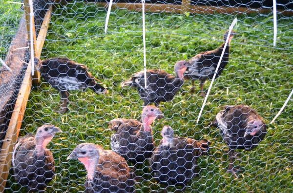 Подстилка для индюшат 1 месяц. Индюки бройлеры породы. Ферма индюков биг 6. Индюки мясной породы биг 6. Бройлерные индюки биг 6.