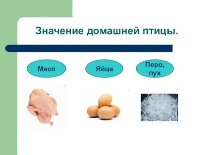 Какие птицы дают мясо