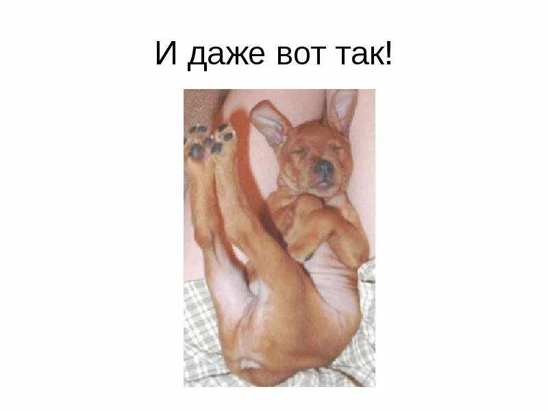Какие животные не спят ночью. Книга как спят животные. кто не спит ночью из животных. вот и люди спят вот и звери спят.