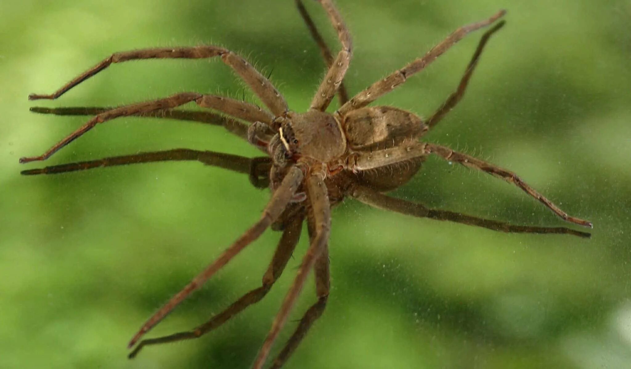 Чилийский паук-отшельник. Покажи паука отшельника. Коричневый паук отшельник. Тегенария домовая. Коричневый паук отшельник.