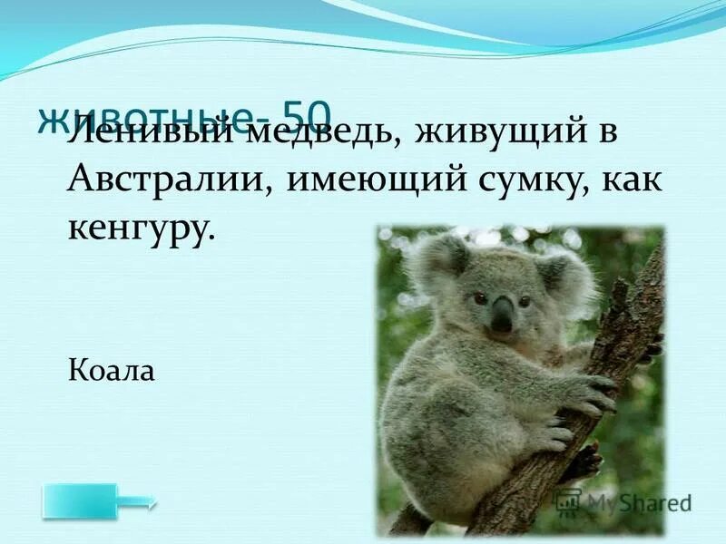 В Австралии живут медведи?. Обитают в Австралии коала и кенгуру. Презентация где живут коалы и кенгуру. Медведь лентяй.