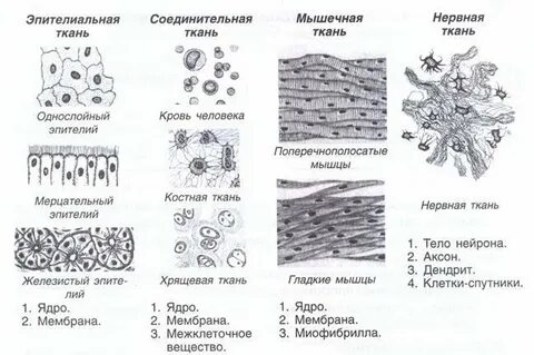 Типы тканей человека рисунок