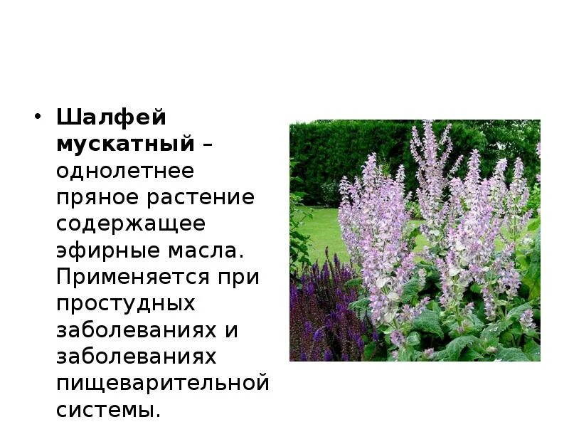 Шалфей лекарственный цветок. Шалфей для чего используется. Шалфей свойства и применение. Шалфей описание для травника. Шалфей аптечный растение.