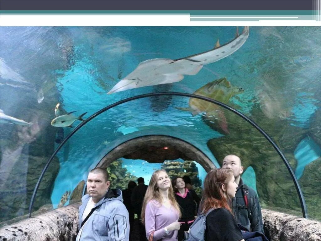 Парк горького москва карусели. Парк аттракционов в москве парк горького. Куда можно сходить в со. Московский зоопарк достопримечательности москвы. Вднх парк океанариум.