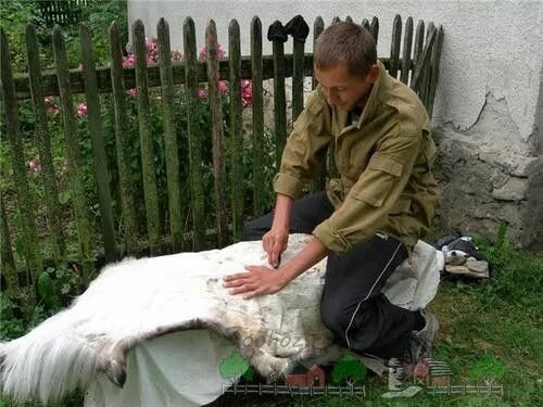 Как быстрее снимать шкуры Tanning Rabbit Hides (With images) Rabbit hide, Meat rabbits, Tanning hides