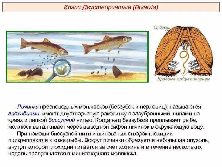3 примера двустворчатых. Размножение двустворчатых моллюсков личинка. жизненный цикл глохидии. глохидии личинки беззубки. цикл размножения беззубки.