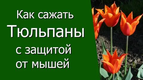 Как спасти тюльпаны