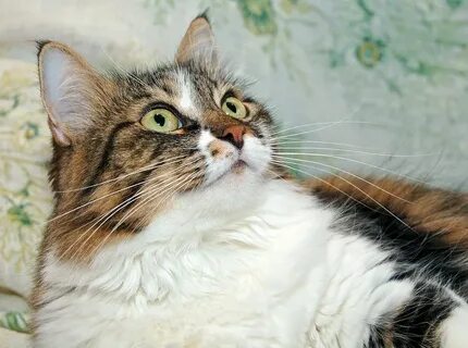 Кошка геля
