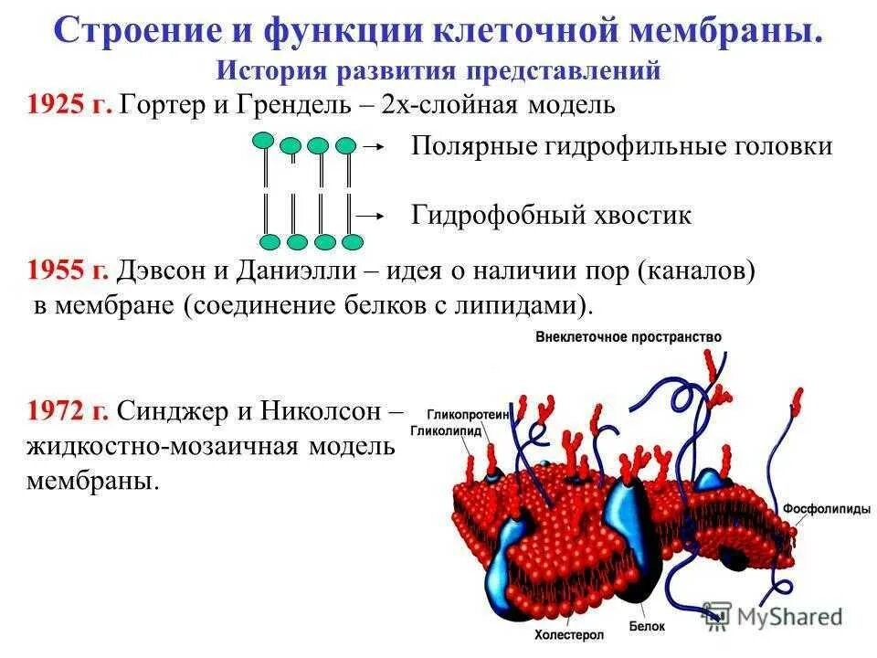 Функция мембраны клетки является