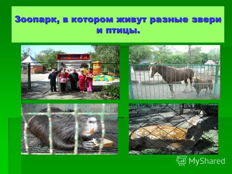 сетчатый жираф московский зоопарк. экзотический зоопарк 3d (dvd). в зоопарке было 3. животные в клетке в зоопарке. в зоопарке было 3.