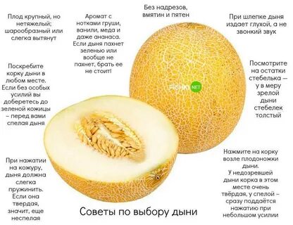 Выбор дыни