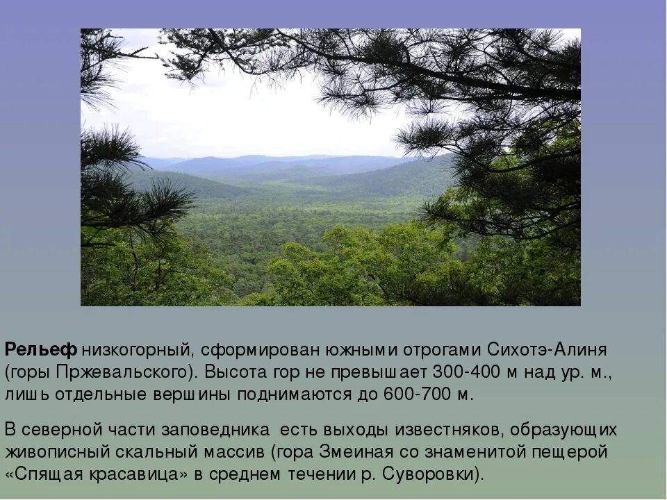 Уссурийский заповедник Приморский край с описанием. Низкогорный рельеф. Уссурийский заповедник доклад. Рельеф Сихотэ Алинского заповедника. Уссурийский край вошел в состав