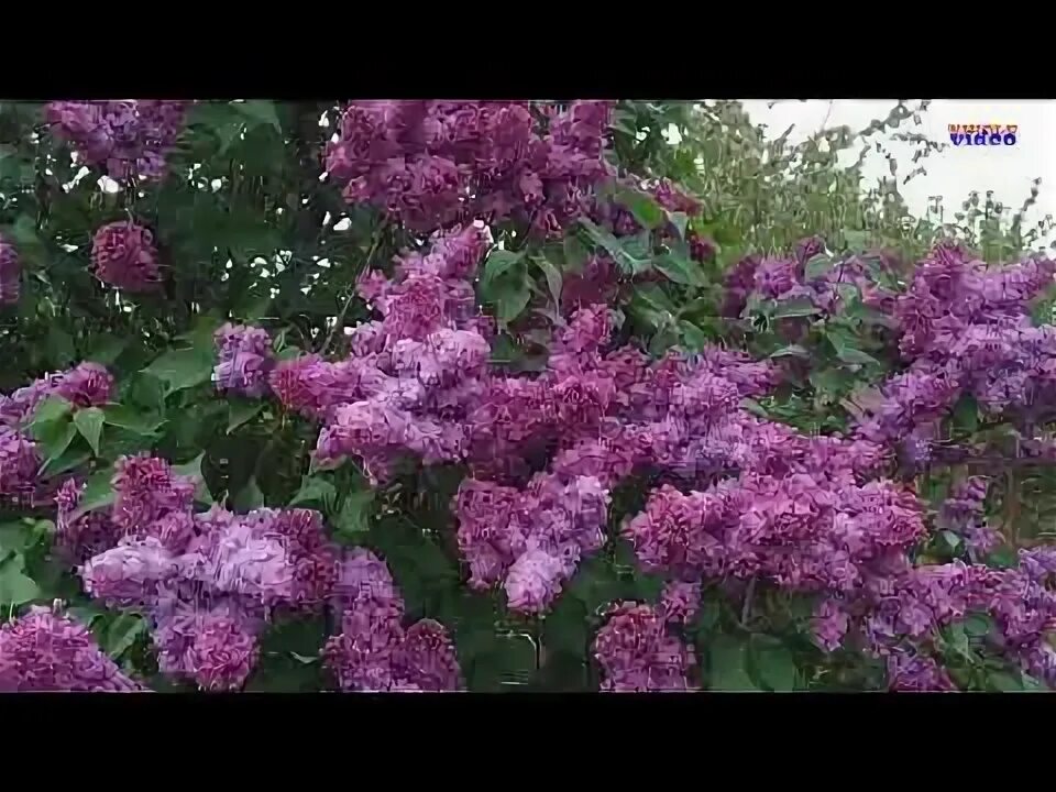 Песни про сирень. Группа с сиренью. Запах сирени lonevate. Сирень песня алексея. 1 мая сирень вишня.