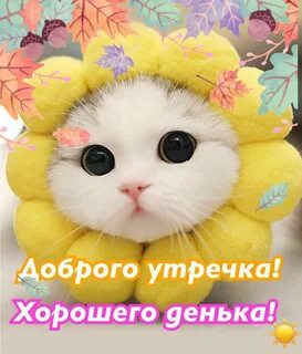 Милое видео доброе утро