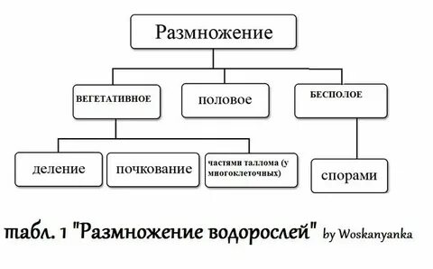 7 класс конспект размножение водорослей
