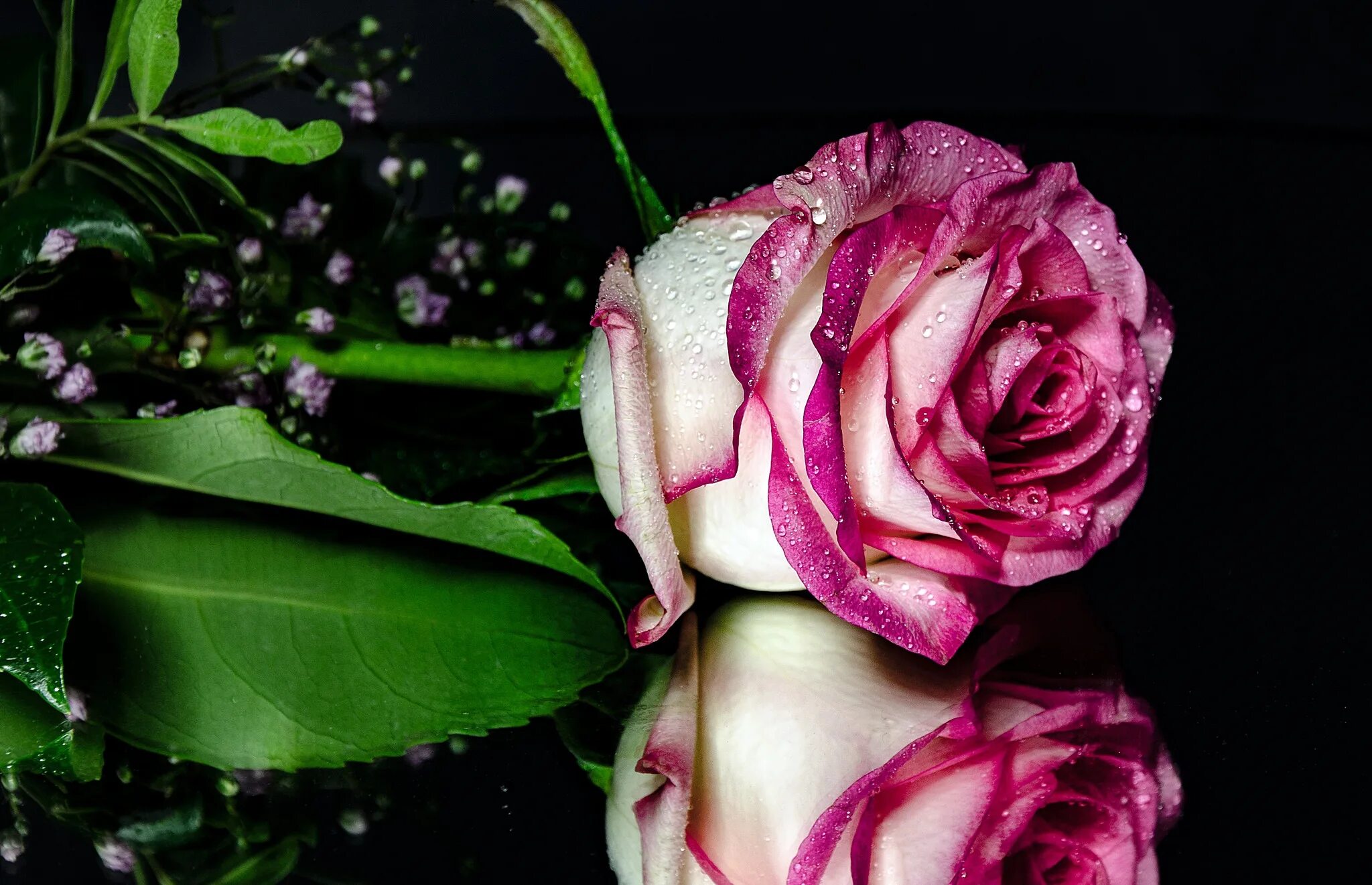 Пин на доске Roses Розы, Розовые розы, Красивые цветы