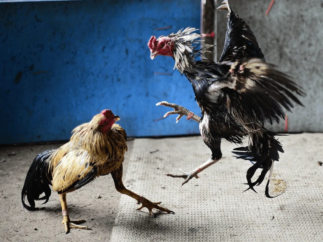 Cock fight. Потрепанный Бойцовый петух.